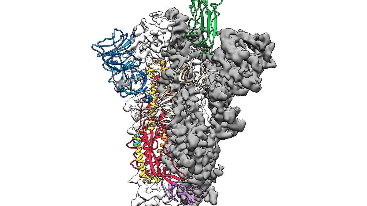 Coronavirus 3D